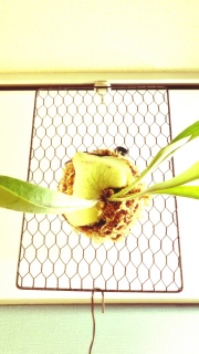 �r�J�N�V�_�F�l�U�[�����h